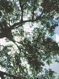 Low angle view of trees in forest against sky