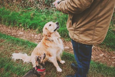 Low section of man with dog standing on grass