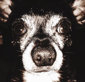 Close-up portrait of dog