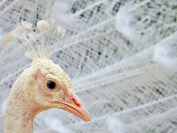 Close up on white peacock head