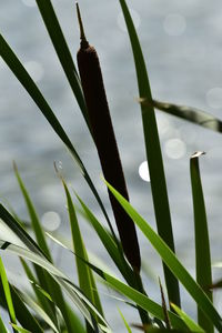Close-up of lizard on grass