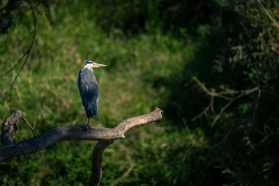 Close-up of bird perching on tree