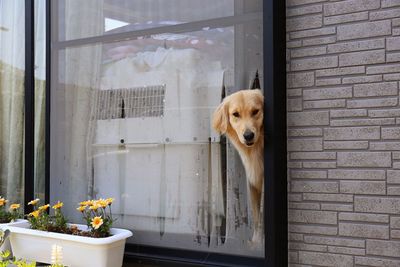 Dog looking through window at home