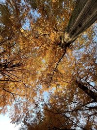 Low angle view of trees against sky