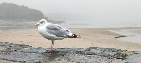 Seagull perching on a beach