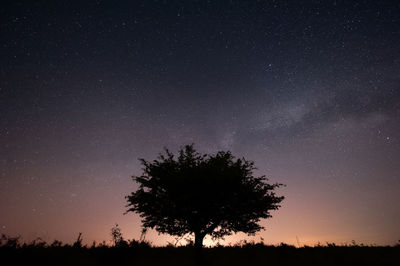 Low angle view of silhouette trees against star field