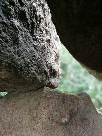 Close-up of iguana on rock