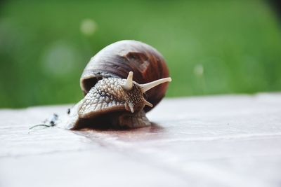 Close-up of snail