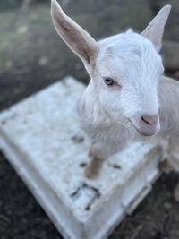 Close-up of white horse