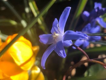 Close-up of fresh purple crocus flowers