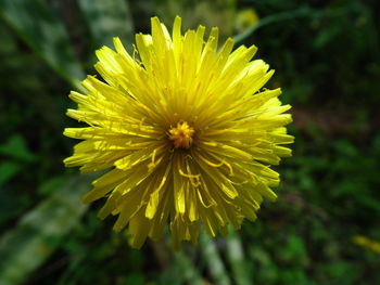 Close-up of yellow flower blooming outdoors