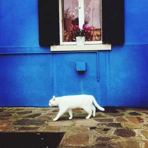 White cat looking away against blue wall