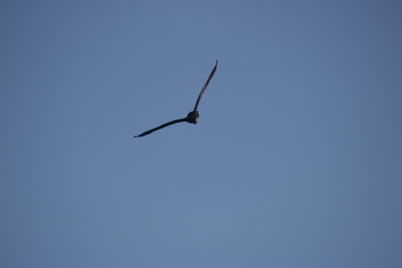 flying, clear sky, bird, copy space, animal themes, one animal, mid-air, low angle view, animals in the wild, spread wings, wildlife, blue, nature, outdoors, day, motion, no people, beauty in nature, sky, flight