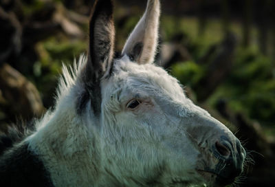 Close-up of a horse