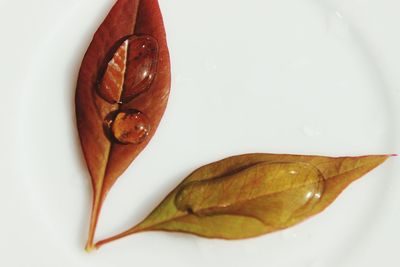 Close-up of food on white background