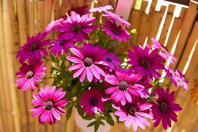 Close-up of purple flowering plants