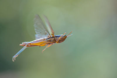 Close-up of insect