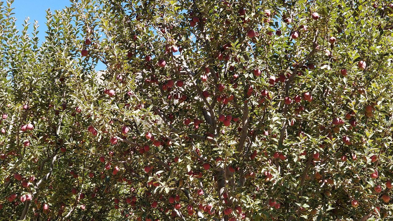 LOW ANGLE VIEW OF FLOWERING PLANT AGAINST TREES