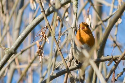 Close-up of robin perching on bare tree