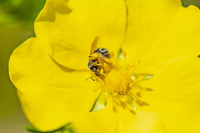 Close-up of insect on yellow flower