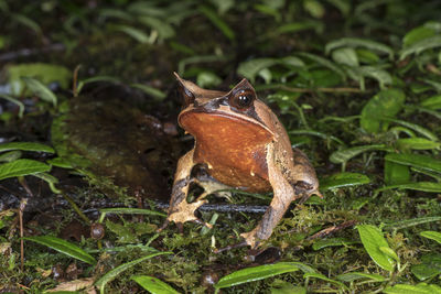 Close-up of frog on land