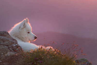 Close-up of dog on mountain against sky during sunset