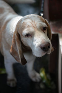 Close-up of dog