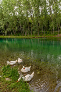 Ducks floating on lake