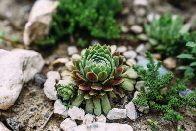 Beautiful succulents in the garden on the flowerbed.