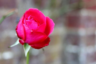 Close-up of pink rose