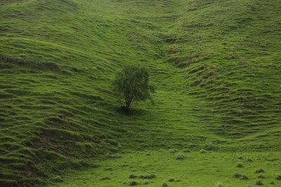 High angle view of trail on farm