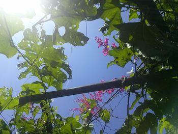 Low angle view of tree