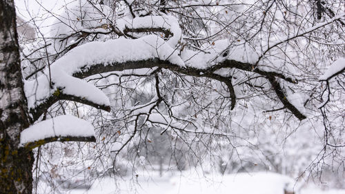 Close-up of frozen bare tree during winter