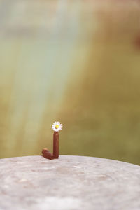 Shotgun shell and bullet with common daisy flower inside on metal table with  golden sun rays