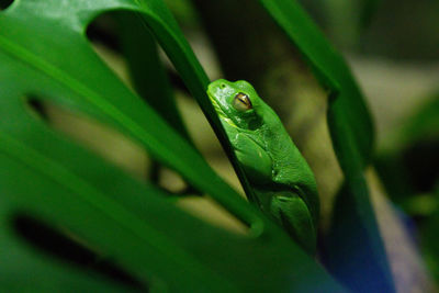 Close-up of lizard