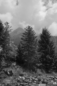 Trees in forest against sky during winter