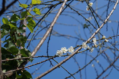 Low angle view of white perching on tree against sky