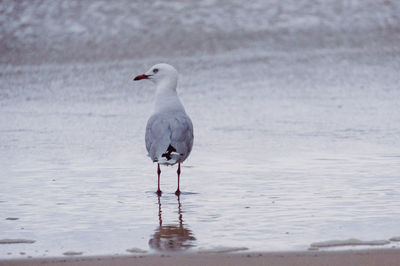 Close-up of seagull on wet shore