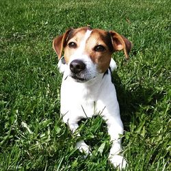 Portrait of dog on grassy field