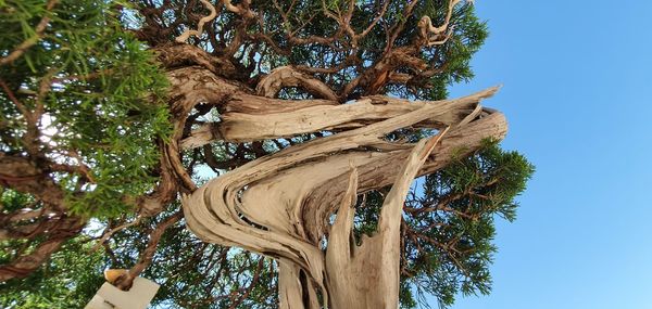 Low angle view of tree against sky