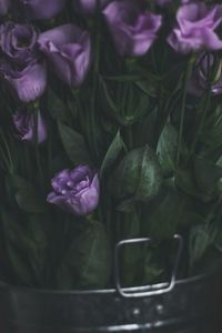 Close-up of purple flowering plant