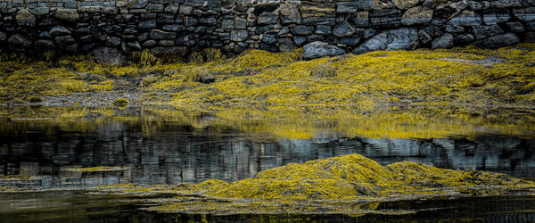 Yellow flowers growing on rock by lake