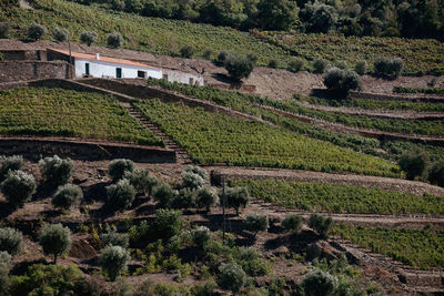 High angle view of vineyard with farm house. 