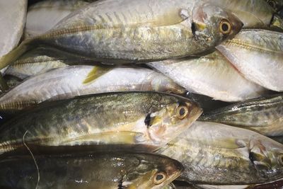 Close-up of fish for sale in market