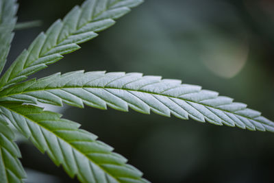 Close-up of plant leaves