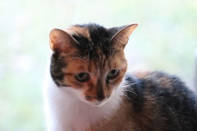 Close-up portrait of a kitten