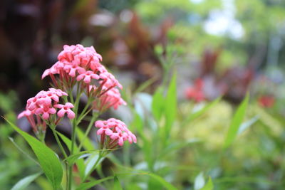 Close-up of pink flowering plant