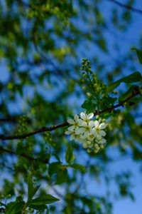 Close-up of white flowering plant