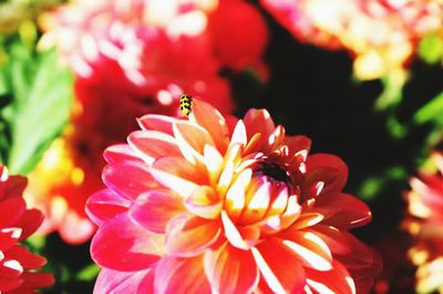 Close-up of insect on red flower