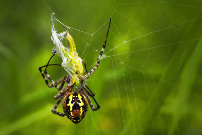 Close-up of spider on web